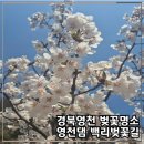 영천시공예촌캠핑체험장 | [공지] 경북 영천댐 백리벚꽃길, 대구 근교 드라이브 및 산책코스 추천! (4월 6일 개화상태)
