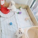 화이트 버블 이미지