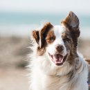 능곡동물병원 이미지