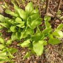 비비추공원 이미지