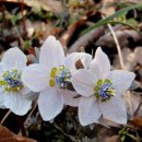 야생초농원 이미지