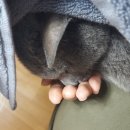 묘한냥 네이버블로그