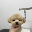 댕바이미 이미지