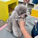 착한애견미용 이미지