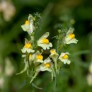 좁은잎해란초(Yellow toadflax, 학명: Linaria vulgaris) 이미지