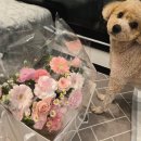 꽃꽂이 | 마곡꽃집 꽃한모금｜집들이 선물로 기절하게 예쁜 핑크 달항아리 꽃꽂이 후기