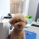 송도멍멍이발소 이미지