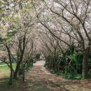 벚꽃 공중화장실 이미지