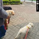 복대박