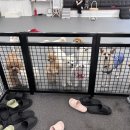 하이마이댕댕 이미지