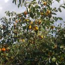 영호농장 이미지