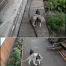 고양이에개