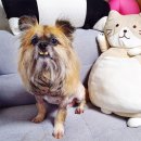 러블리하개 이미지