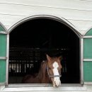 이레스테이 이미지