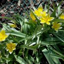 만생튤립 [툴리파 우루미엔시스, 툴리파 타르다 (Tulipa urumiensis, Tulipa tarda)] 이미지