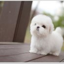 광주강아지분양 펫블리 애견 샵 이미지