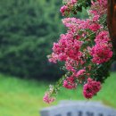 배롱나무거리 이미지