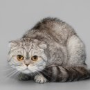 25시 동물병원 이미지