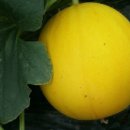 지후네 농장 이미지