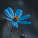 봉봉애견 이미지