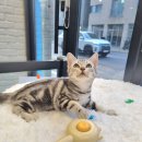 일산고양이분양 라라캣츠 이미지