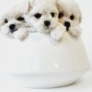 탬스켄넬 이미지