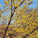 [제1388회 365건강 걷기] 3월 31일 (화) 11시 미사리 경정공원 개나리꽃길 이미지