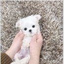 어바웃독 이미지