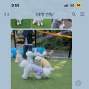 딩동댕댕 애견유치원 이미지