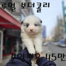 강아지 친구 이미지