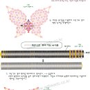 나비헤어 이미지