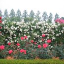 장미화원 이미지