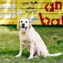 강아지와 나 | 김해시 애견동반숙소 TOP 3 비교 강아지와 캠핑 여행 후기 많은 곳