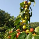 오봉농장 이미지