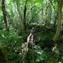 교래자연휴양림 이미지