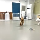 댕댕월드&퍼피 이미지