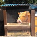 풍산시장 이미지