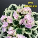 바이올렛 이미지