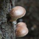 춤새마을 이미지