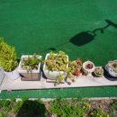 카페다올 이미지