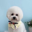 마이유어펫살롱 이미지