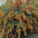 신체의 열매 이미지