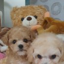 우아펫 대전점 이미지