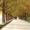 순창 메타세콰이어길 이미지