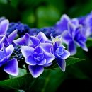 생명예찬1 이미지