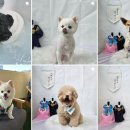 월 스트리트 애견유치원 이미지