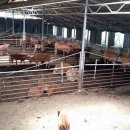 형식목장 이미지