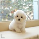 장 동물병원 | 대구 강아지 눈물 영양제 추천｜바이오펫랩 신제품 입고! 미유펫 대구점·도그플러스 동물병원 후기 🏥🐶