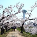 홋카이도 4월 말 추천 관광지 하코다테 벚꽃 놀이 이벤트 입니다. 이미지