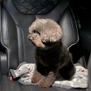 퍼피움 | 광주 서구 애견미용 금호동 퍼피움